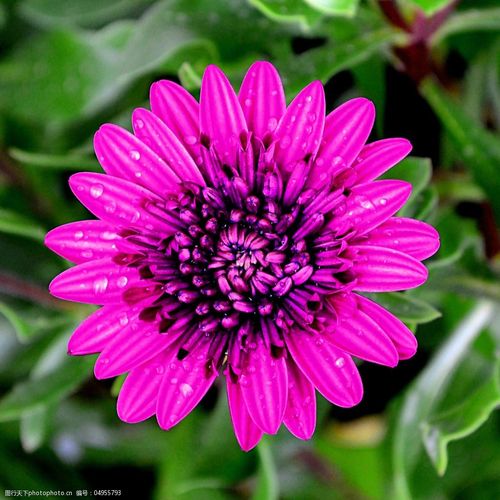 位图植物摄影写实花卉花朵数码照片免费素材图片-图行天下图库
