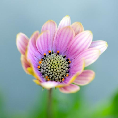摄影 写实花卉 花朵 数码照片 免费素材产品工业素材免费下载(图片